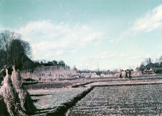 山下堀の南側の田んぼから大昌寺坂方面を望む 1963