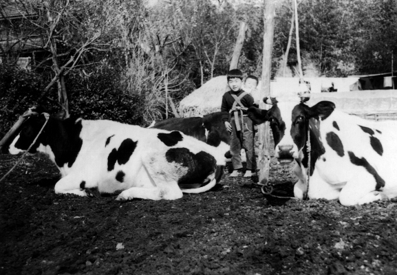 乳牛と子どもたち 昭和30年代 - 谷戸