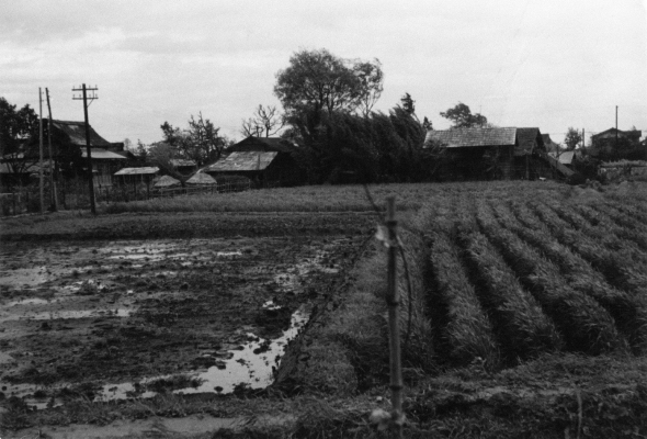 仲井地区風景 1952