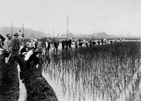 米作増収競作田 田植え式 昭和5(1930)年6月27日 日野市郷土資料館提供